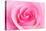 Rose Blossom, Pink, Close Up-Herbert Kehrer-Premier Image Canvas