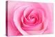 Rose Blossom, Pink, Close Up-Herbert Kehrer-Premier Image Canvas