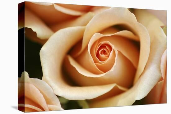 Rose Blossom, Rose-Sweet Ink-Premier Image Canvas