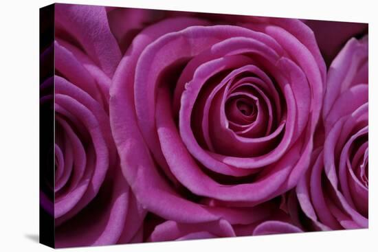 Rose Blossom, Rose-Sweet Ink-Premier Image Canvas