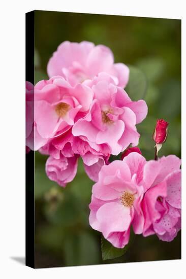 Rose, Blossoms, Bud, Medium Close-Up-Brigitte Protzel-Premier Image Canvas