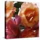 Rose Bouquet Close Up II-Nicole Katano-Stretched Canvas