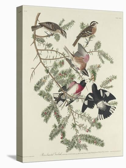 Rose-breasted Grosbeak, 1832-John James Audubon-Premier Image Canvas