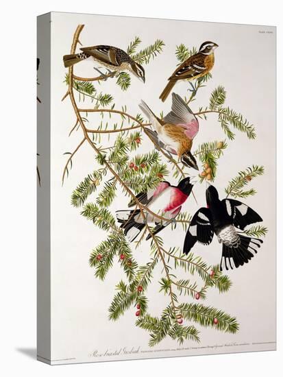 Rose-Breasted Grosbeak from "Birds of America"-John James Audubon-Premier Image Canvas