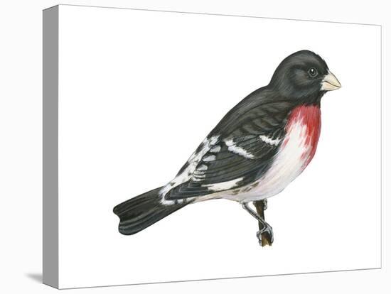 Rose-Breasted Grosbeak (Pheucticus Ludovicianus), Birds-Encyclopaedia Britannica-Stretched Canvas