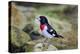 Rose-breasted Grosbeak (Pheucticus ludovicianus) perched-Larry Ditto-Premier Image Canvas