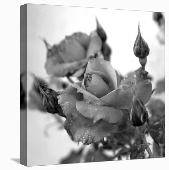 Rose Buds-Nicole Katano-Stretched Canvas