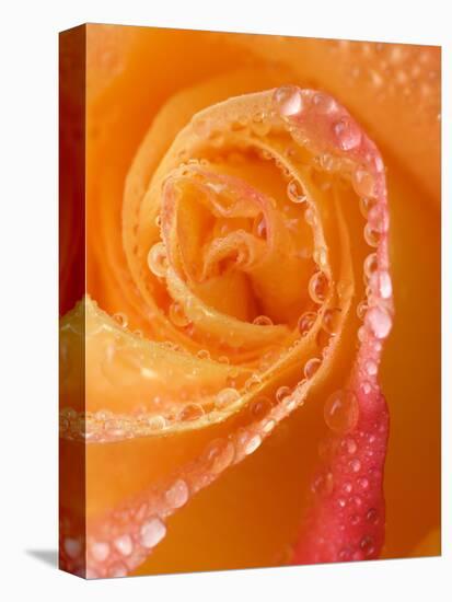 Rose Close-up with Dew-Nancy Rotenberg-Premier Image Canvas