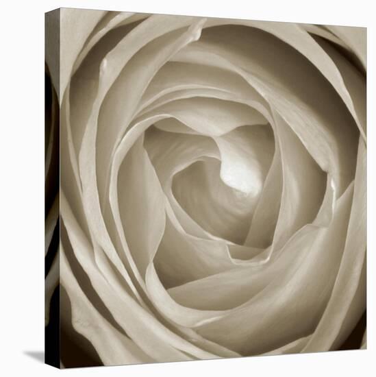 Rose Dawn II-Renee W. Stramel-Stretched Canvas