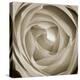 Rose Dawn II-Renee W. Stramel-Stretched Canvas