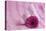 Rose Gerbera Blossom with Heart Made of Fabric-Andrea Haase-Premier Image Canvas