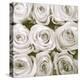 Rose In Bloom Square-Gail Peck-Stretched Canvas