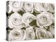 Rose in Bloom-Gail Peck-Stretched Canvas