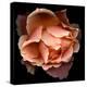 Rose Just Joey-Magda Indigo-Premier Image Canvas