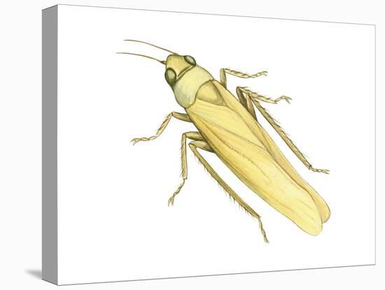 Rose Leafhopper (Typhlocyba Rosae), Insects-Encyclopaedia Britannica-Stretched Canvas