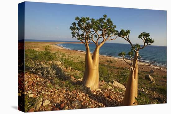 Rose of Desert (Adenium Obesum Ssp. Sokotranum), Dihamri Beach, Socotra Island, Yemen, Middle East-Bruno Morandi-Premier Image Canvas