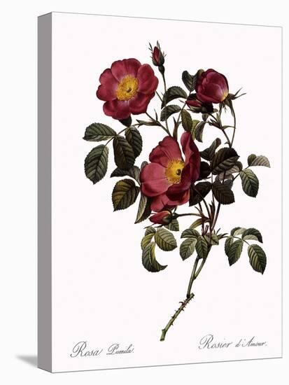 Rose of Love-Pierre Joseph Redoute-Premier Image Canvas