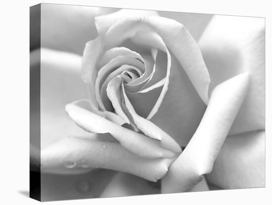 Rose Petals In Black And White-mypokcik-Premier Image Canvas