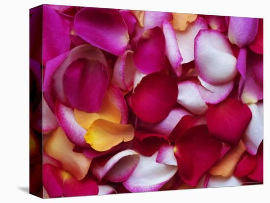 Rose Petals-David Tipling-Premier Image Canvas