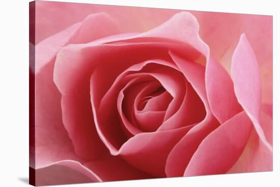 Rose Pink I-Danny Burk-Stretched Canvas