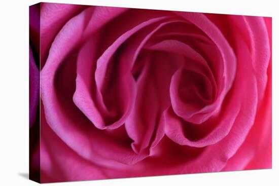 Rose, Pink, Petals, Detail-David & Micha Sheldon-Premier Image Canvas