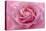 Rose Pink Rose-Cora Niele-Premier Image Canvas