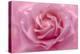 Rose Pink Rose-Cora Niele-Premier Image Canvas