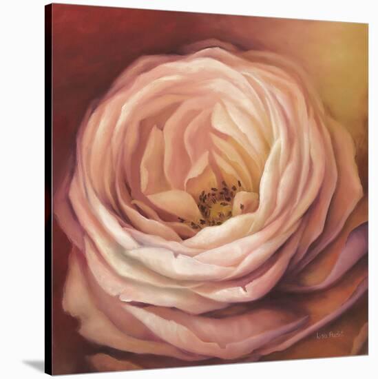 Rose Portrait-Lisa Audit-Stretched Canvas