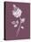Rose Purple Flower-Jasmine Woods-Stretched Canvas
