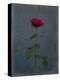 Rose, Red, Icon Love, Still Life-Axel Killian-Premier Image Canvas