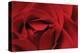 Rose Red-Danny Burk-Stretched Canvas