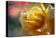 Rose rib-Viviane Fedieu Danielle-Premier Image Canvas