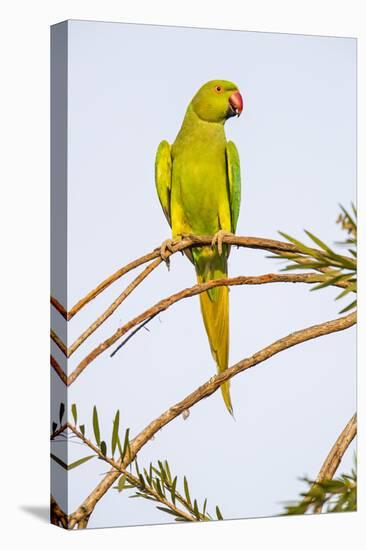 Rose ringed parakeet (Psittacula krameri) perching on branch, India-Panoramic Images-Premier Image Canvas