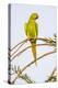 Rose ringed parakeet (Psittacula krameri) perching on branch, India-Panoramic Images-Premier Image Canvas