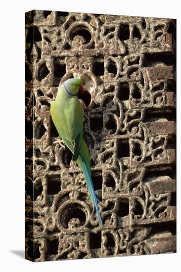 Rose Ringed Parakeet-null-Premier Image Canvas