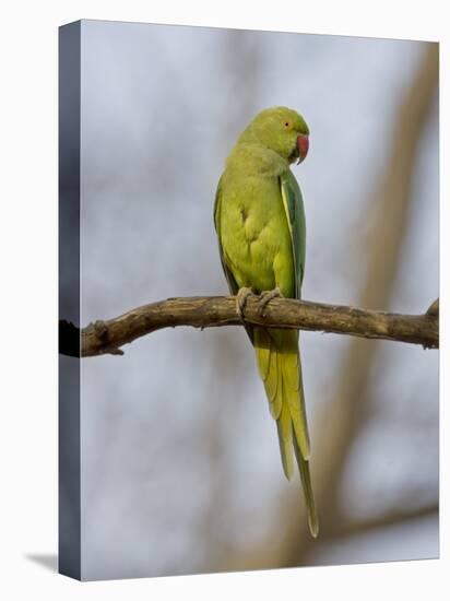 Rose Ringed Ring-Necked Parakeet Perched, Ranthambhore Np, Rajasthan, India-T.j. Rich-Premier Image Canvas