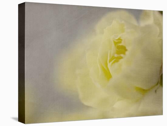 Rose Whisper II-Judy Stalus-Premier Image Canvas