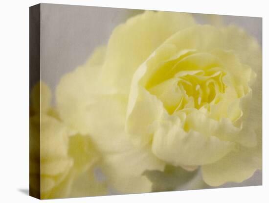 Rose Whisper III-Judy Stalus-Premier Image Canvas