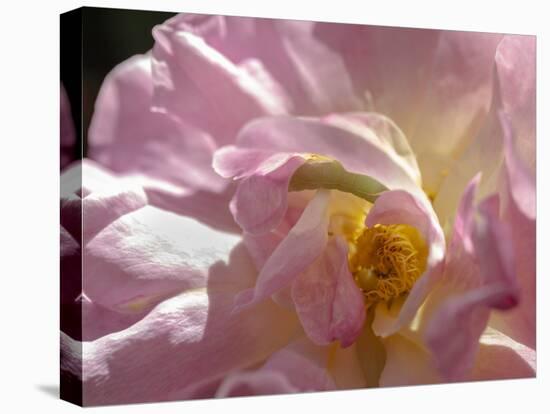 Rose with caterpillar inside, Santa Fe, New Mexico-Maresa Pryor-Premier Image Canvas