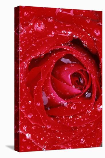 Rose with Raindrops, Manito Park, Spokane County, Washington, USA-Charles Gurche-Premier Image Canvas