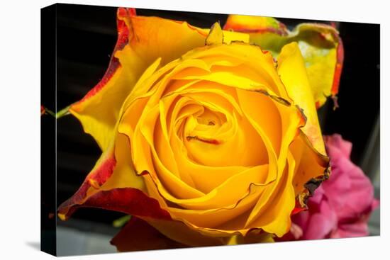 Rose Yellow 2-Charles Bowman-Premier Image Canvas