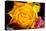 Rose Yellow 2-Charles Bowman-Premier Image Canvas