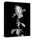 Rose-Harold Silverman-Stretched Canvas