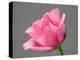 Rose-Jamie & Judy Wild-Premier Image Canvas