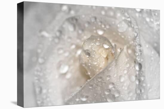 Rose-Gordon Semmens-Premier Image Canvas