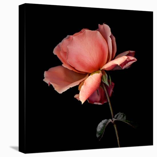 rose-Magda Indigo-Premier Image Canvas