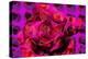 Rose-Scott J. Davis-Premier Image Canvas