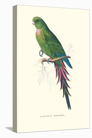 Roseate Parakeet - Polytelis Swainsoni-Edward Lear-Stretched Canvas