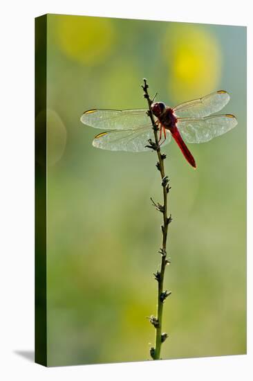 Roseate Skimmer Dragonfly Resting on Perch, Texas, USA-Larry Ditto-Premier Image Canvas