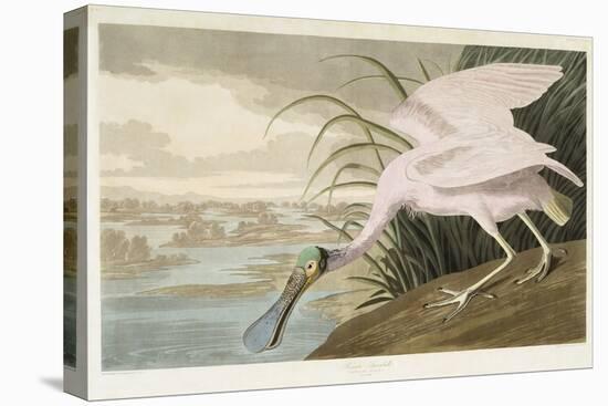 Roseate Spoonbill, 1836 (Hand-Coloured Aquatint on Wove Paper)-John James Audubon-Premier Image Canvas